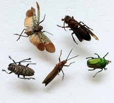 Insect beetle collection for sale  SLEAFORD