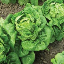 Lettuce seed vegetable for sale  IPSWICH
