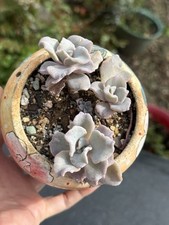 Rare succulent echeveria for sale  Brooklyn