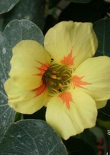 Capucine naine jaune d'occasion  Metz-
