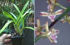Acriopsis javanica orchidée d'occasion  Fumel