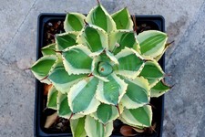 Agave kissho khan for sale  Downey