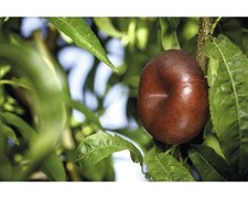 Bio tellernektarine floraself gebraucht kaufen  Deutschland