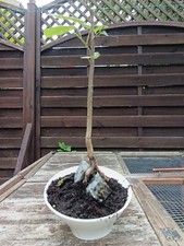 Tilleul roche arbre d'occasion  Soisy-sous-Montmorency