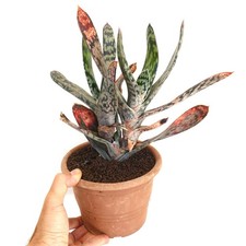 Gasteria cv. minnesota usato  Napoli