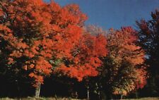 Postcard vermont maple for sale  Midlothian
