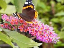 Sommerflieder buddleja flower gebraucht kaufen  Pinneberg