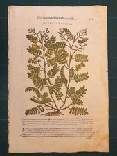 MATTIOLI MATTHIOLI Erbario a figure grandi originale del 1604 CECI, usado comprar usado  Enviando para Brazil