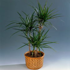 Ideal gift plant for sale  UK