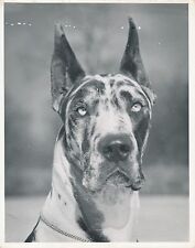 1950 german dogue d'occasion  Expédié en Belgium