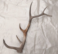 Real elk antler for sale  USA