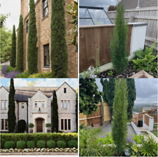 Italian cypress trees for sale  PORT TALBOT