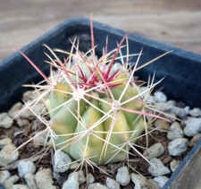 Ferocactus pottsii cylindraceu for sale  North Las Vegas