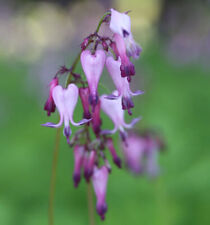 Zwergherzblume dicentra eximia gebraucht kaufen  Bad Zwischenahn