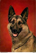 Animaux chiens berger d'occasion  Fruges