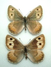Pair grecian grayling for sale  FOLKESTONE