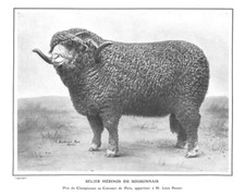 Ram merino soissonnais d'occasion  Expédié en Belgium
