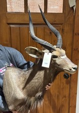 African nyala antelope for sale  Harper