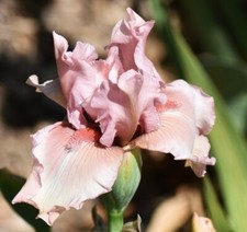 time spring planting for sale time spring planting for sale Ahsahka
