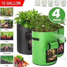 4pcs gallon plant for sale  WALSALL