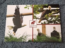weisskopfseeadler gebraucht kaufen weisskopfseeadler gebraucht kaufen Hamburg