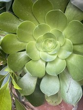 3succulents cactus rose for sale  Culver City