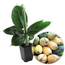 Musa jiao bananier d'occasion  Pouzauges