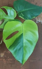 Monstera deliciosa aurea gebraucht kaufen  Riedstadt