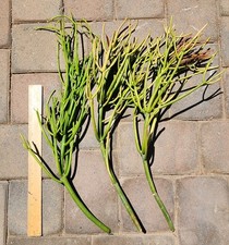 Euphorbia tirucalli firesticks for sale  Chandler