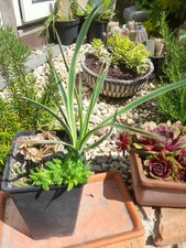 Yucca aloifolia variegata gebraucht kaufen  Mönchengladbach