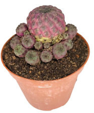 Sulcorebutia rauschii violet usato  Villalba