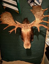 Moose mount taxidermy for sale  Chandler