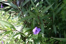 Unroot mexican petunia for sale Unroot mexican petunia for sale  Lake Elsinore