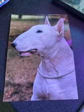 Laminated english bull for sale  GRIMSBY