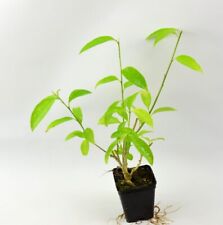 Cestrum piante vaso usato  Terlizzi