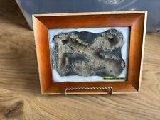 Rare ants canada for sale  NUNEATON