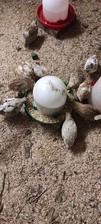 Bruteier japanischen legewacht gebraucht kaufen  Diepenau