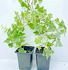 Alive climbing ivy for sale  NOTTINGHAM