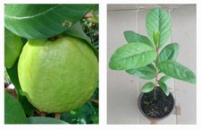 Guava fruit live for sale  USA