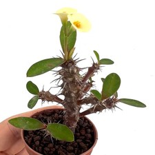 Euphorbia milii yellow usato  Napoli