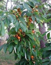 American persimmon diospyros for sale  Fort Branch