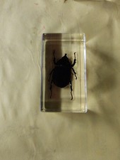 Insecte scarabée rhinocéros d'occasion  Malestroit