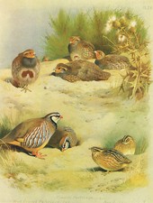 Red legged partridge for sale  DEREHAM