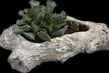 Driftwood log succulent for sale  Duncan