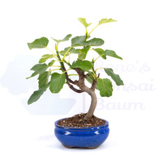 Bonsai essfeige ficus gebraucht kaufen  Halle
