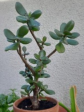 Schöner großer crassula gebraucht kaufen  Mutterstadt