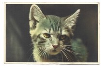 Fantaisie chaton d'occasion  Toulon-