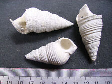 126.15 mesalia sulcata d'occasion  Esbly