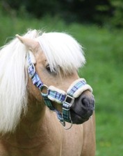 Shetty halfter gebraucht kaufen  Markdorf