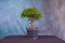 chinese bonsai tree for sale  North Fort Myers